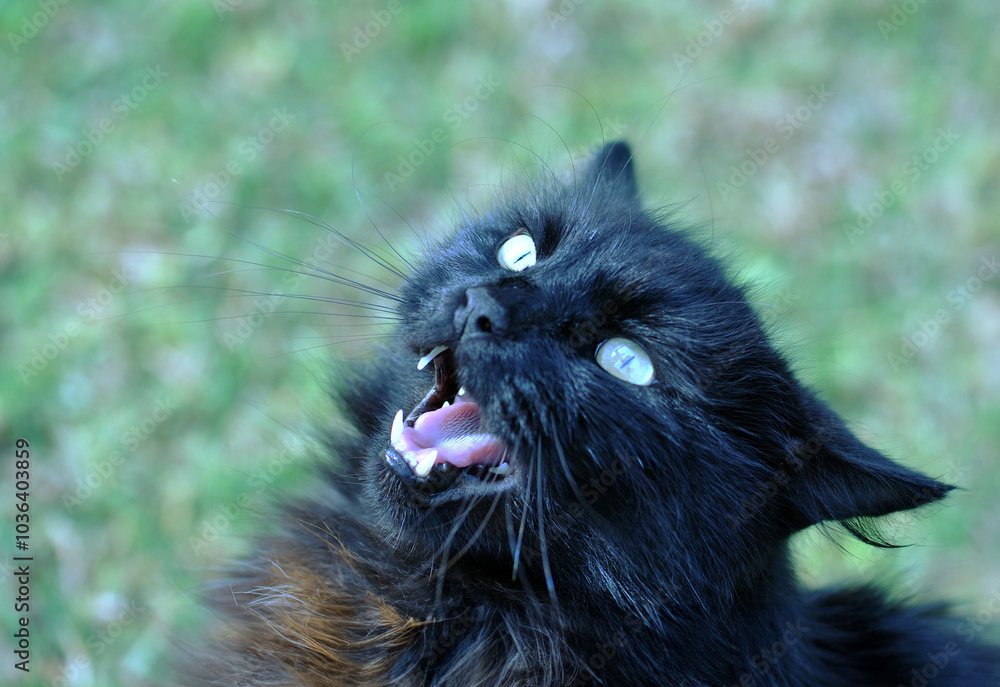 Angry black cat outside on grass. Macro photo of black cat ready to fight, bite and scratch. Cat with ears back, and barbed tongue and fangs showing Angry black cat outside on grass. Macro photo of black cat ready to fight, bite and scratch. Cat with ears back, and barbed tongue and fangs showing