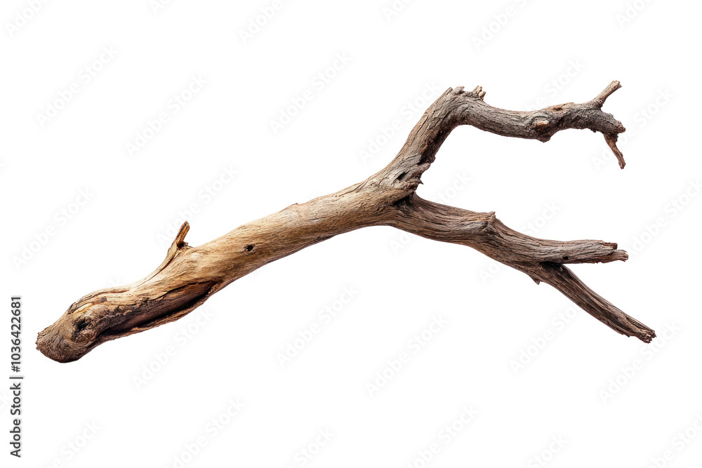 Broken tree branch isolated on transparent and white background.PNG image Broken tree branch isolated on transparent and white background.PNG image