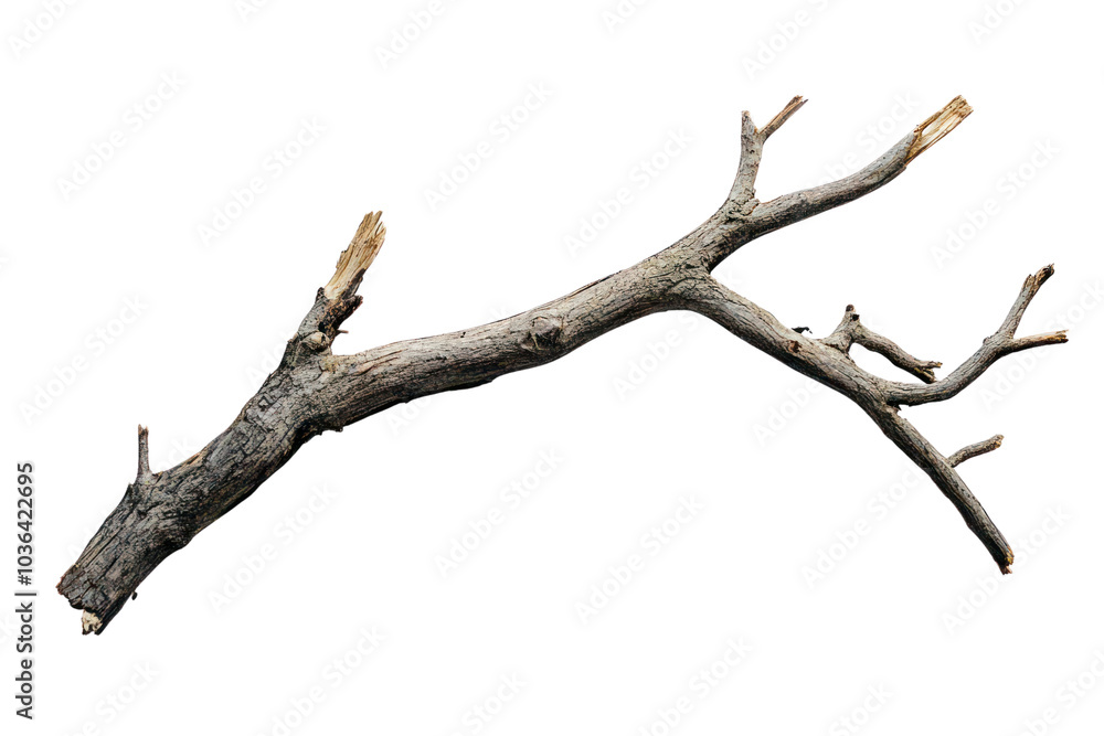 Broken tree branch isolated on transparent and white background.PNG image Broken tree branch isolated on transparent and white background.PNG image