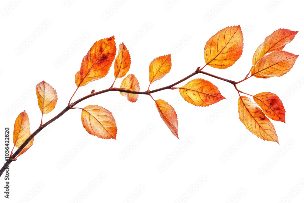 Branch with leaves in autumn foliage isolated on transparent and white background.PNG image Branch with leaves in autumn foliage isolated on transparent and white background.PNG image