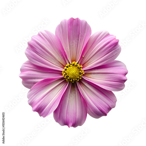 3d Pink Flower isolated on transparent background