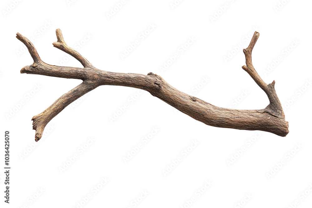 Fallen tree branch isolated on transparent and white background.PNG image Fallen tree branch isolated on transparent and white background.PNG image