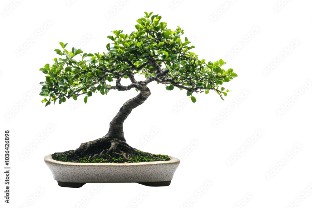 Growing bonsai tree with intricate branches isolated on transparent and white background.PNG image Growing bonsai tree with intricate branches isolated on transparent and white background.PNG image