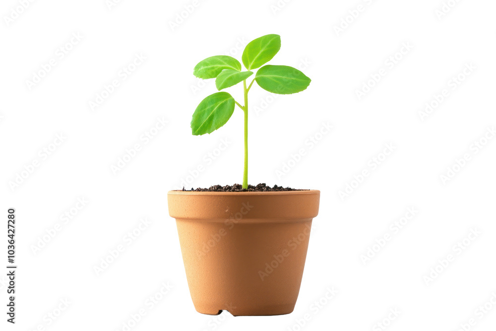 Growing plant from seed with emerging sprout isolated on transparent and white background.PNG image Growing plant from seed with emerging sprout isolated on transparent and white background.PNG image