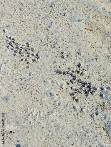 Sand bubbler crabs scuttling on the beach