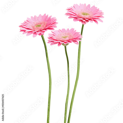 Three Vertical pink gerbera flowers with long stem on a isolated white background (3)