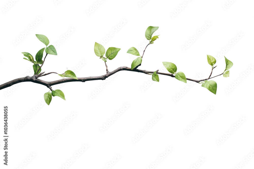 Obraz premium Tree branch with leaves isolated on transparent background,PNG image. 