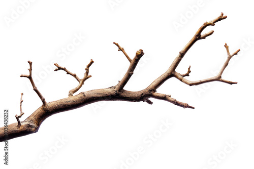 Tree branch pattern on isolated on transparent and white background.PNG image,