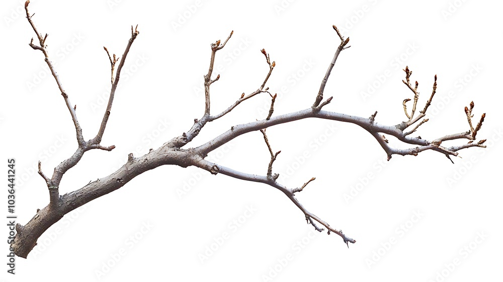 Obraz premium Bare Branch Isolated Against White Background