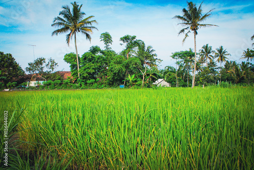 Young Plant in a Lush Garden Setting, Lush Green Rice Fields Under Clear Blue Skies in Tropical Landscape