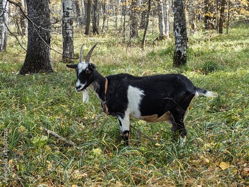 Goat, male goat, grazing in mixed forest. Goat isolated. White, spotted goat. Goat milk.