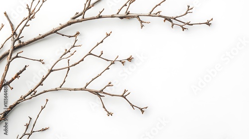 A Bare Branch on a White Background