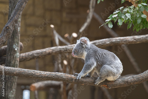 Photography コアラ