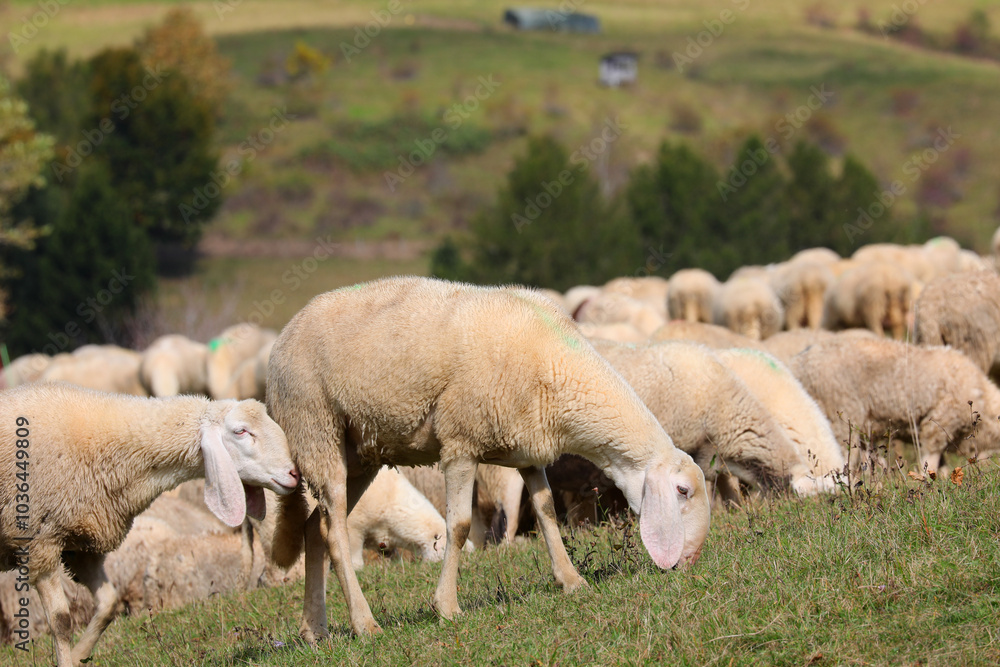 Fototapeta premium white sheep grazing freely in the field among the flock with other livestock
