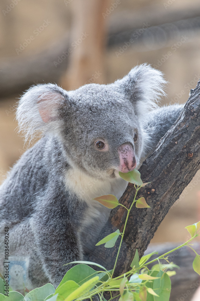 Naklejka premium コアラ