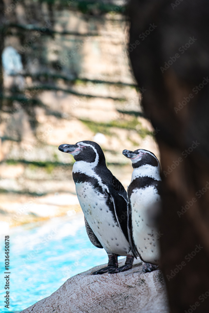 Fototapeta premium ペンギン