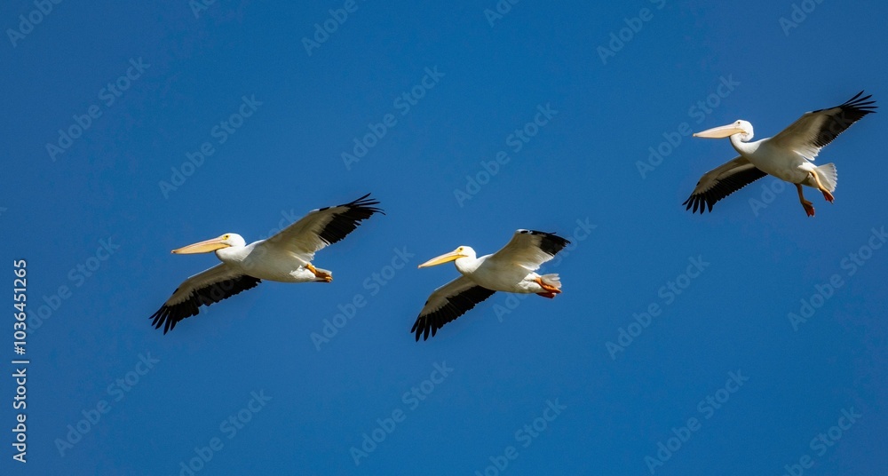 Obraz premium Three pelicans flying in a clear blue sky. Arizona