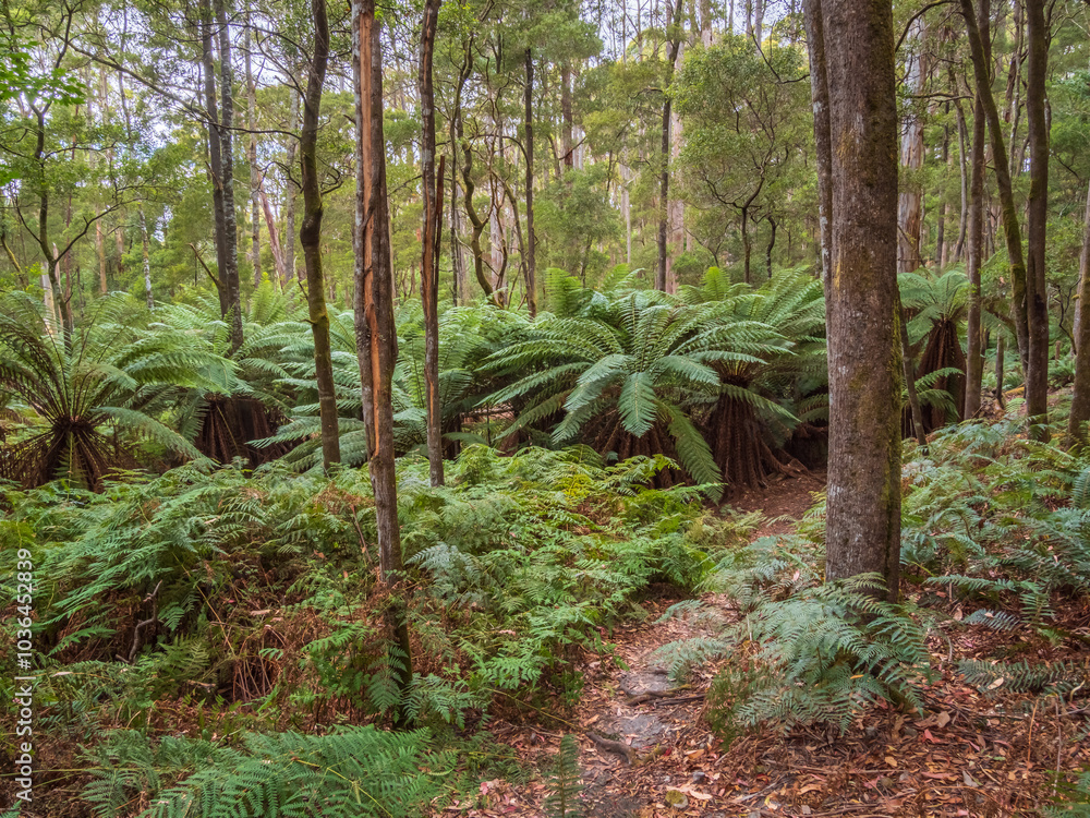 Fototapeta premium Temperate Rainforest Tasmania