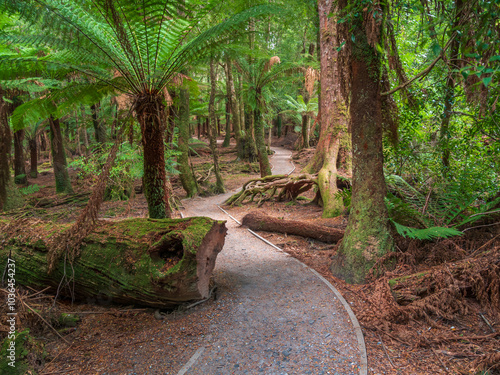 Path through Rainforest with Tree Ferns photo