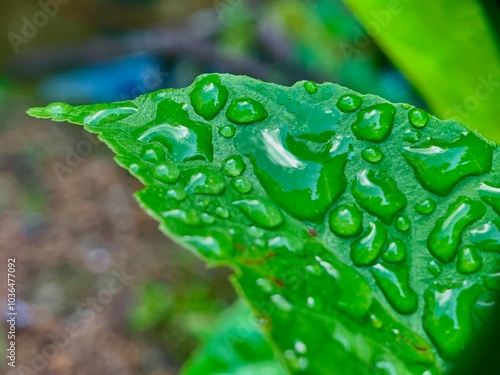 close up of green leaves with water drops photo