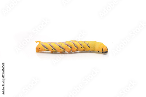 African death's-head hawkmoth yellow caterpillar closed up isolated on white photo