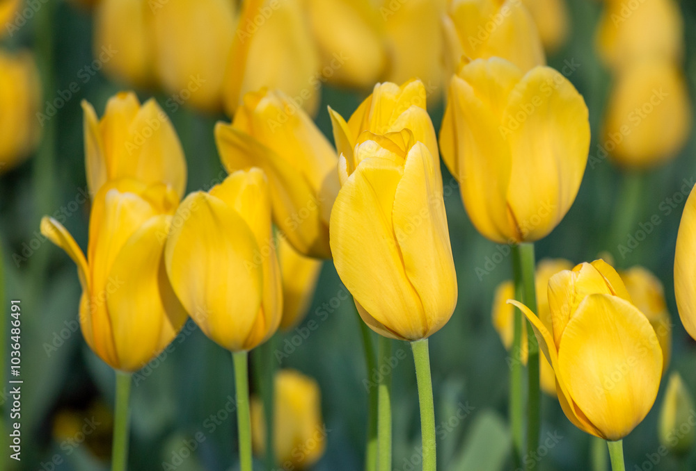 Field of colorful tulips, many red flowers. Field of spring flowers. Tulip field Red tulips, yellow tulips, pink flowers. Field of colorful tulips, many red flowers. Field of spring flowers. Tulip field Red tulips, yellow tulips, pink flowers.
