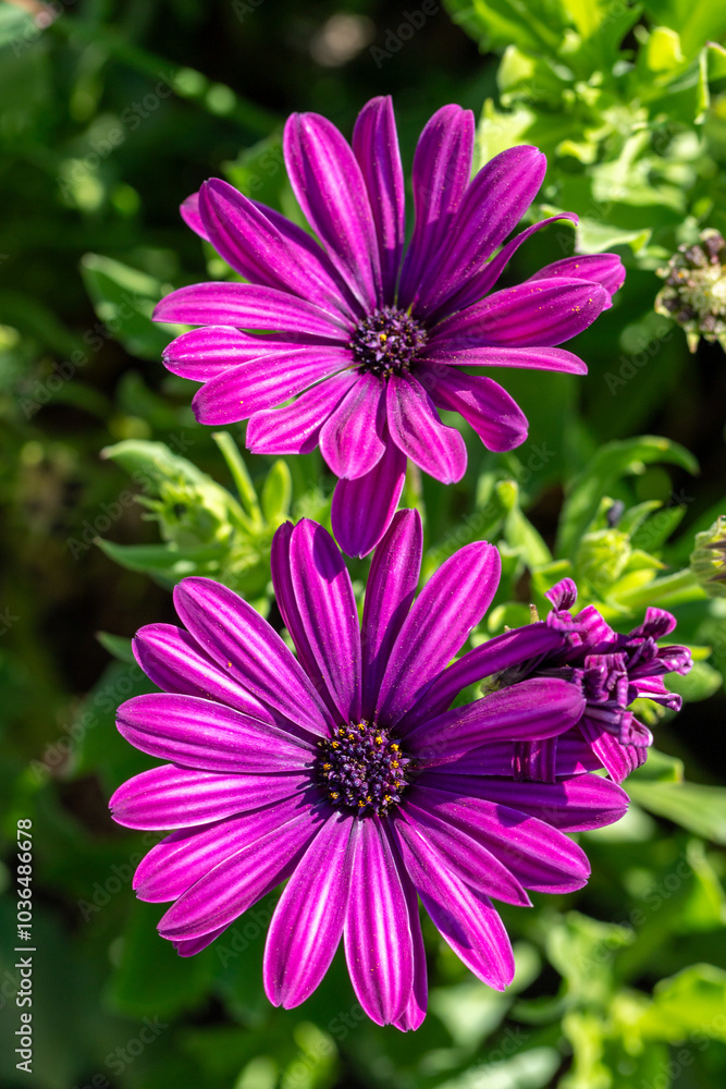 Two purple flowers with green leaves Two purple flowers with green leaves