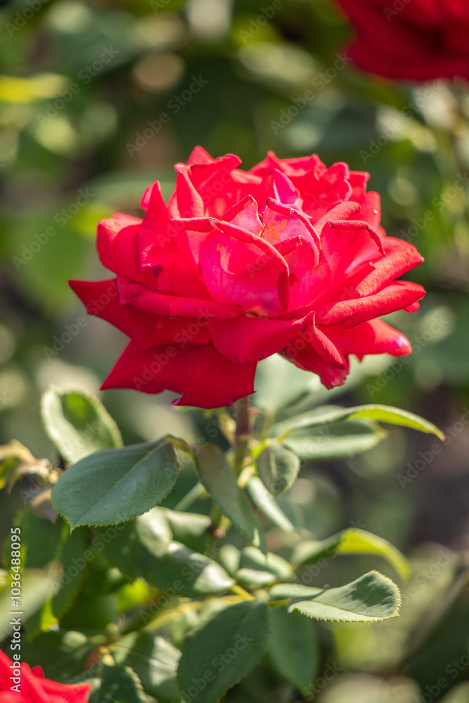 Rose flowers growing in nature close-up. Rose flowers growing in nature close-up.