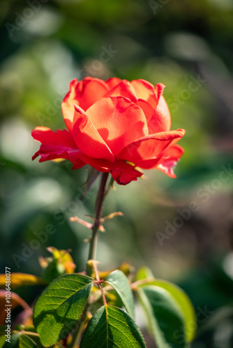 Rose flowers growing in nature close-up.