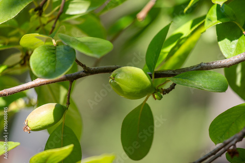 Green leaves against the blue sky under the sun. Summer forest landscape.