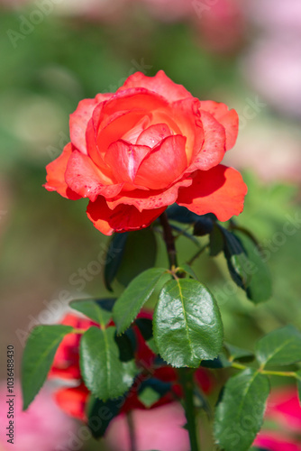 Rose flowers growing in nature close-up.