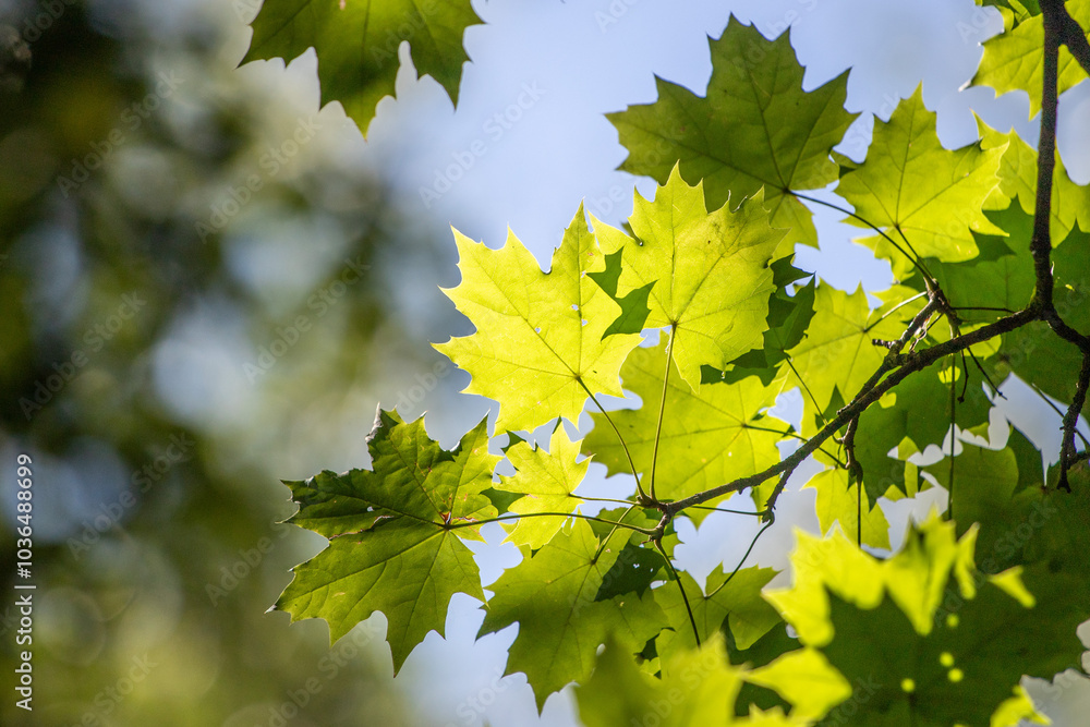 A tree branch with green leaves is in the sunlight A tree branch with green leaves is in the sunlight