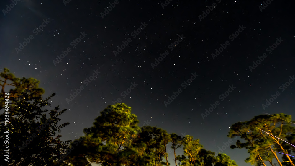 Night October Skies in Orange Beach, Alabama, Moon, Stars, Trees Night October Skies in Orange Beach, Alabama, Moon, Stars, Trees
