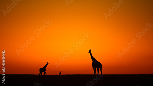 Photography giraffe at sunset