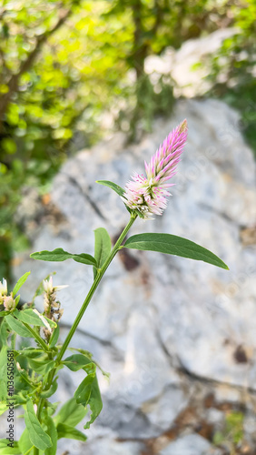 Celosia argentea, a pink and white herbaceous plant, has both edible and ornamental varieties. Cocks comb flowers grow in gardens. photo