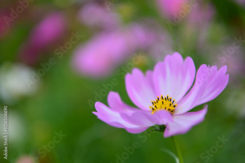 コスモス畑に可愛らしい秋桜