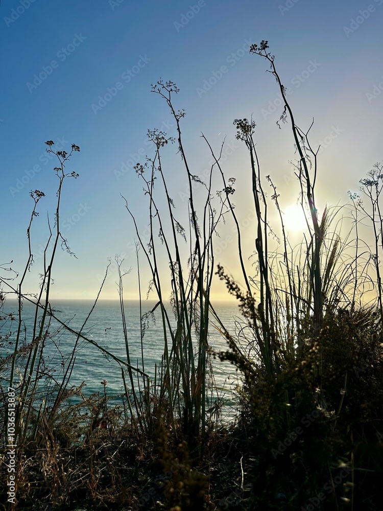 Obraz premium The image captures the sun setting over the ocean, viewed through tall, slender plant stems. The sky is clear, with a gradient from blue to warm hues near the horizon, creating a serene coastal scene.