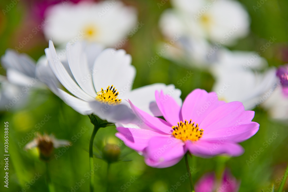 コスモス畑に可愛らしい秋桜 コスモス畑に可愛らしい秋桜