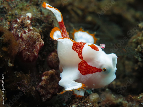 Clown anglerfish from Bali photo