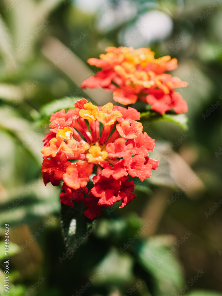 Obraz premium Lantana flower