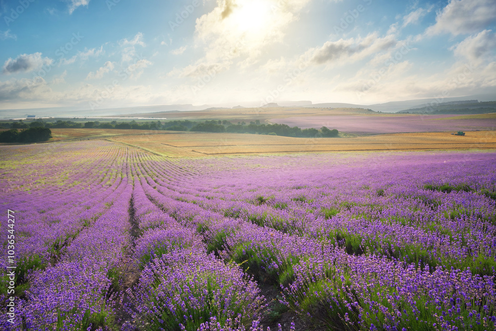 Naklejka premium Meadow of lavender at sunrise.