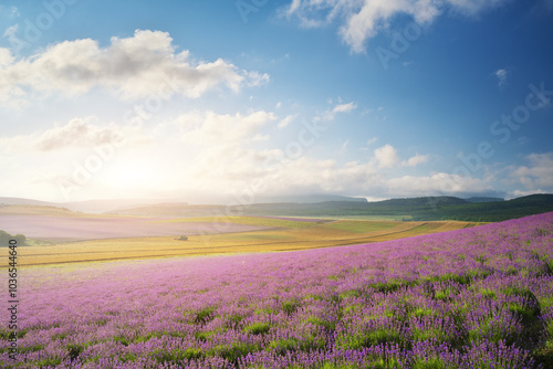 Meadow of lavender at sunrise.