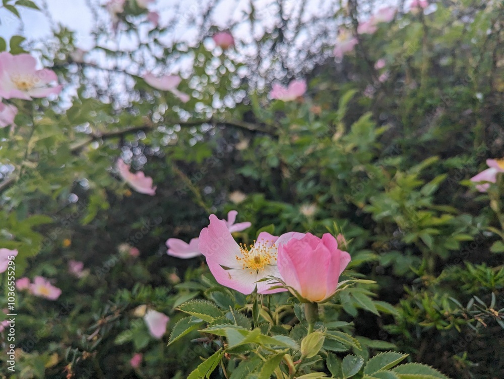 Blooming pink flowers in a lush garden.