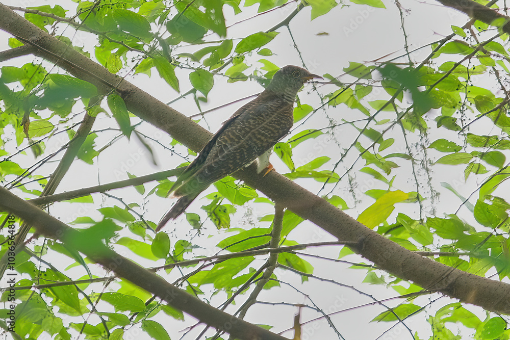 Fototapeta premium Eurasian Cuckoo