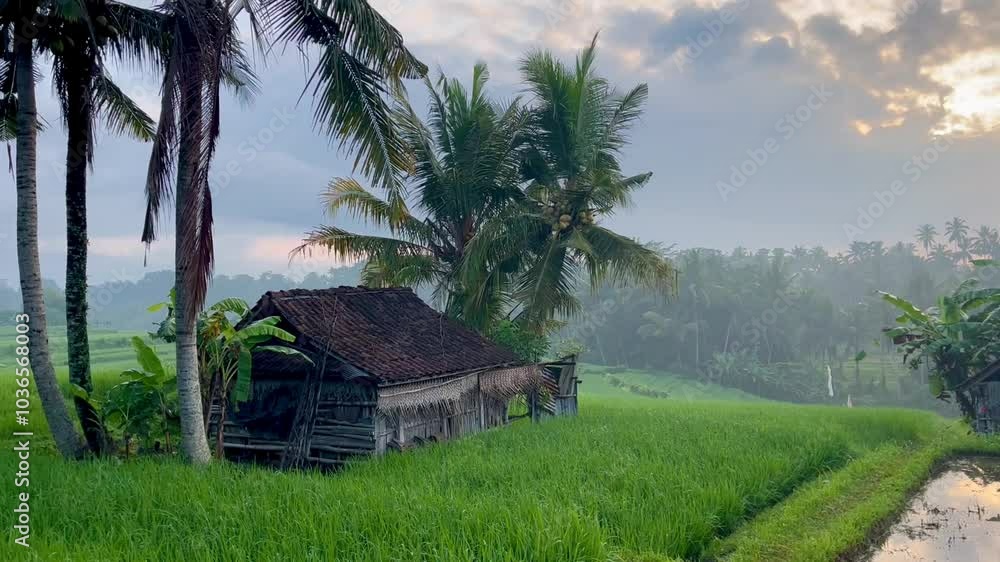 hut on the rice fields hut on the rice fields