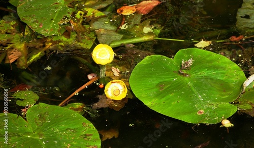 Nénuphar commun jaune Nuphar Lutea dans l'eau d'un bassin photo