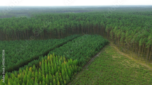 Foto Young green pine trees in a large forest