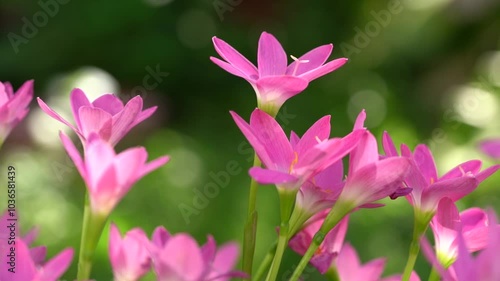 Beautiful Pink rain Lily (Zephyranthes rosea), planted in a row along the marble pathway in the flower garden. Pink blooming flower. 