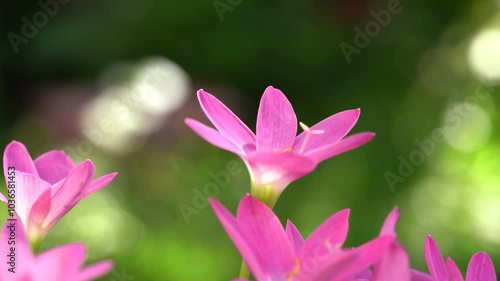 Beautiful Pink rain Lily (Zephyranthes rosea), planted in a row along the marble pathway in the flower garden. Pink blooming flower. 