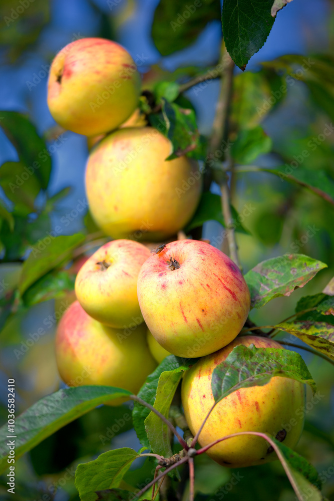 Obraz premium Apple, nature and tree with organic produce growing outdoor on farm for agriculture or sustainability. Background, orchard and plant with green fruit in environment for health, nutrition or wellness